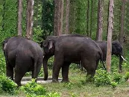 Mrugavani National Park