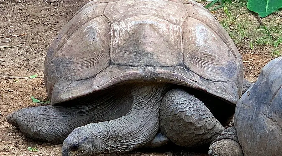 Nehru Zoological Park