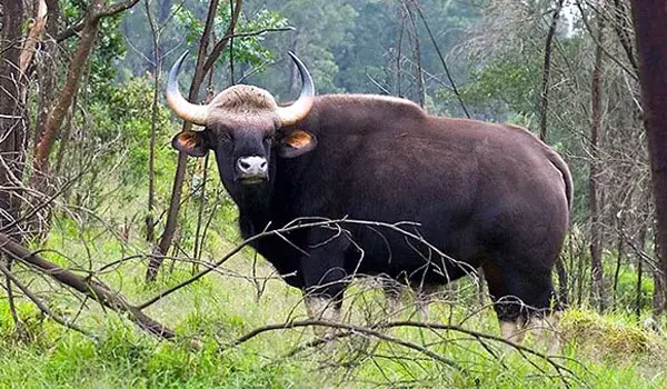 Eturnagaram Wildlife Sanctuary