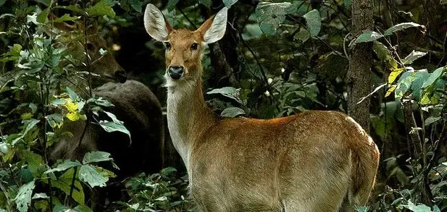 Shamirpet Deer Park