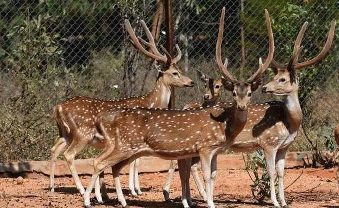 Shamirpet Deer Park
