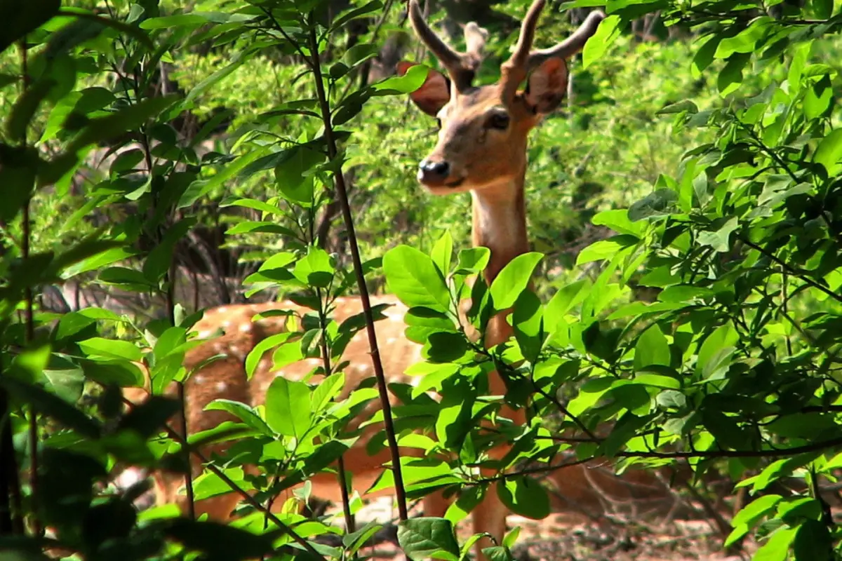 Shamirpet Deer Park