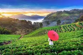 Tea Gardens of Palampur