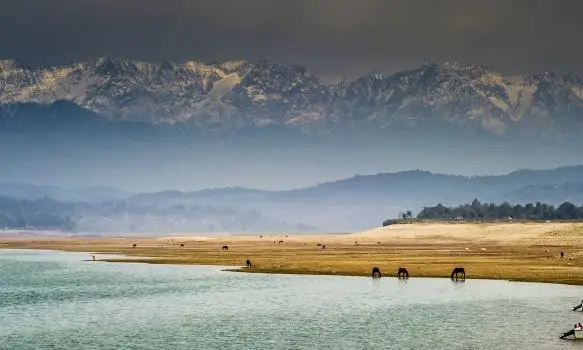 Maharana Pratap Sagar (Pong Dam Lake)