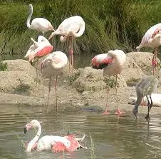 Pulicat Lake