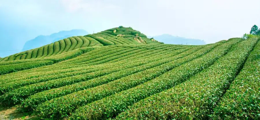 Dibrugarh Tea Gardens