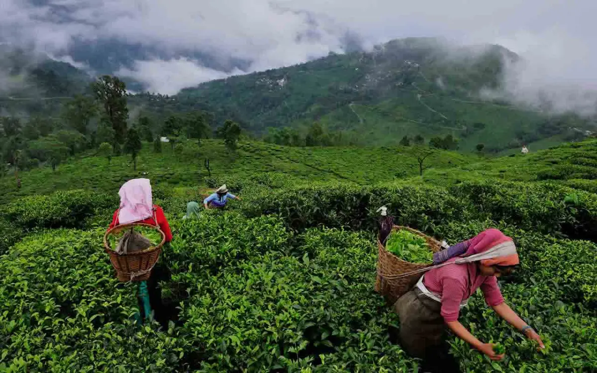Dibrugarh Tea Gardens